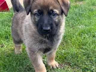 Mixed Breed dogs 1x left Belgian Malinois x German Shepherd Puppies - Advert 2
