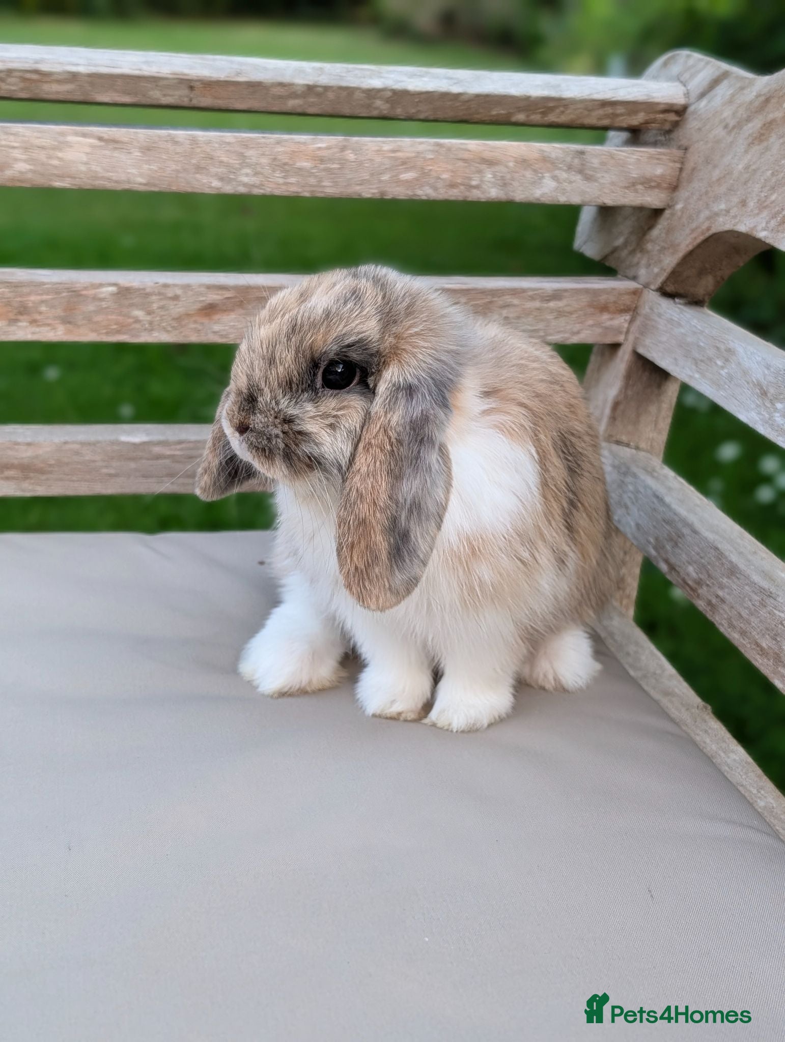 Mini Lop rabbits for sale: Beautiful Male Mini Lop *SOLD* - Advert 1
