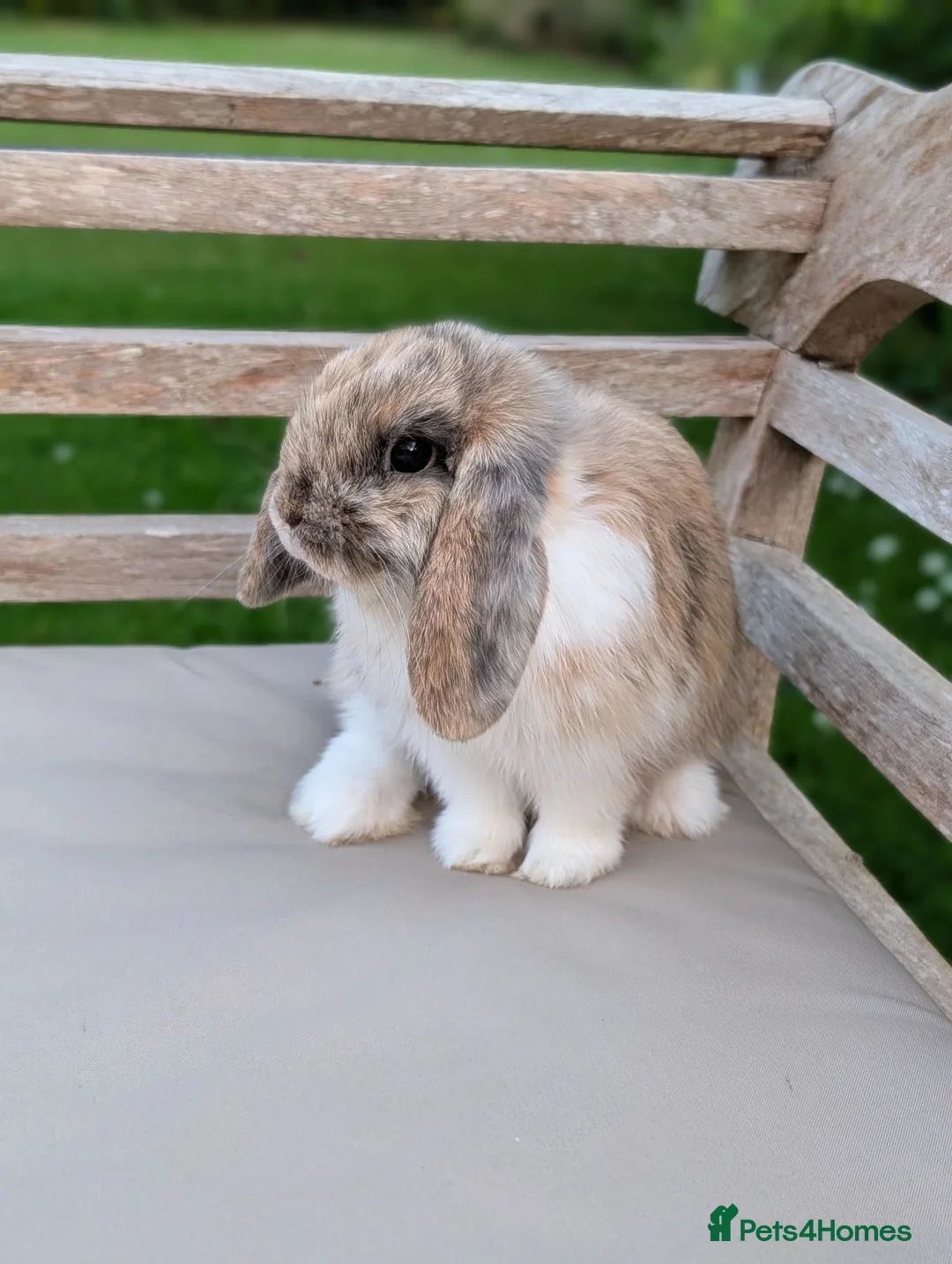 Mini Lop rabbits for sale: Beautiful Male Mini Lop *SOLD* - Advert 1