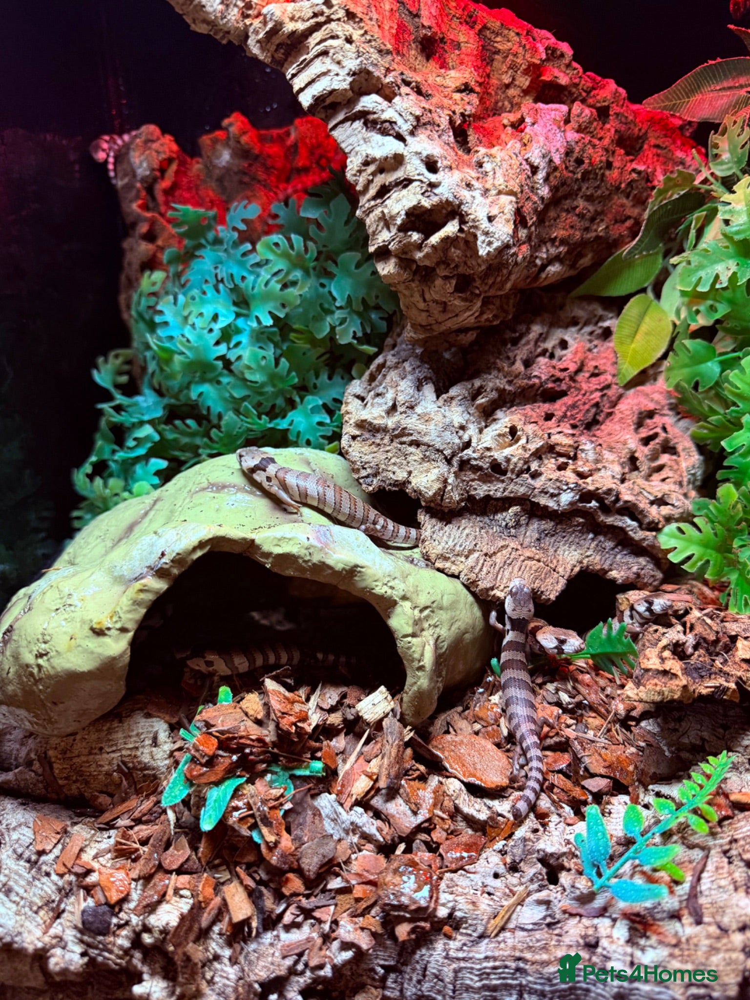 Skink reptiles Baby pink tongue skinks cheapest in the uk!! - Advert 6