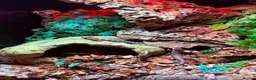 Skink reptiles for sale: Baby pink tongue skinks cheapest in the uk!! - Advert 1