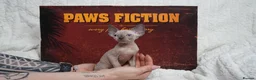 Sphynx cats for sale: Blanket Loving Canadian Sphynx in Manchester - Advert 10