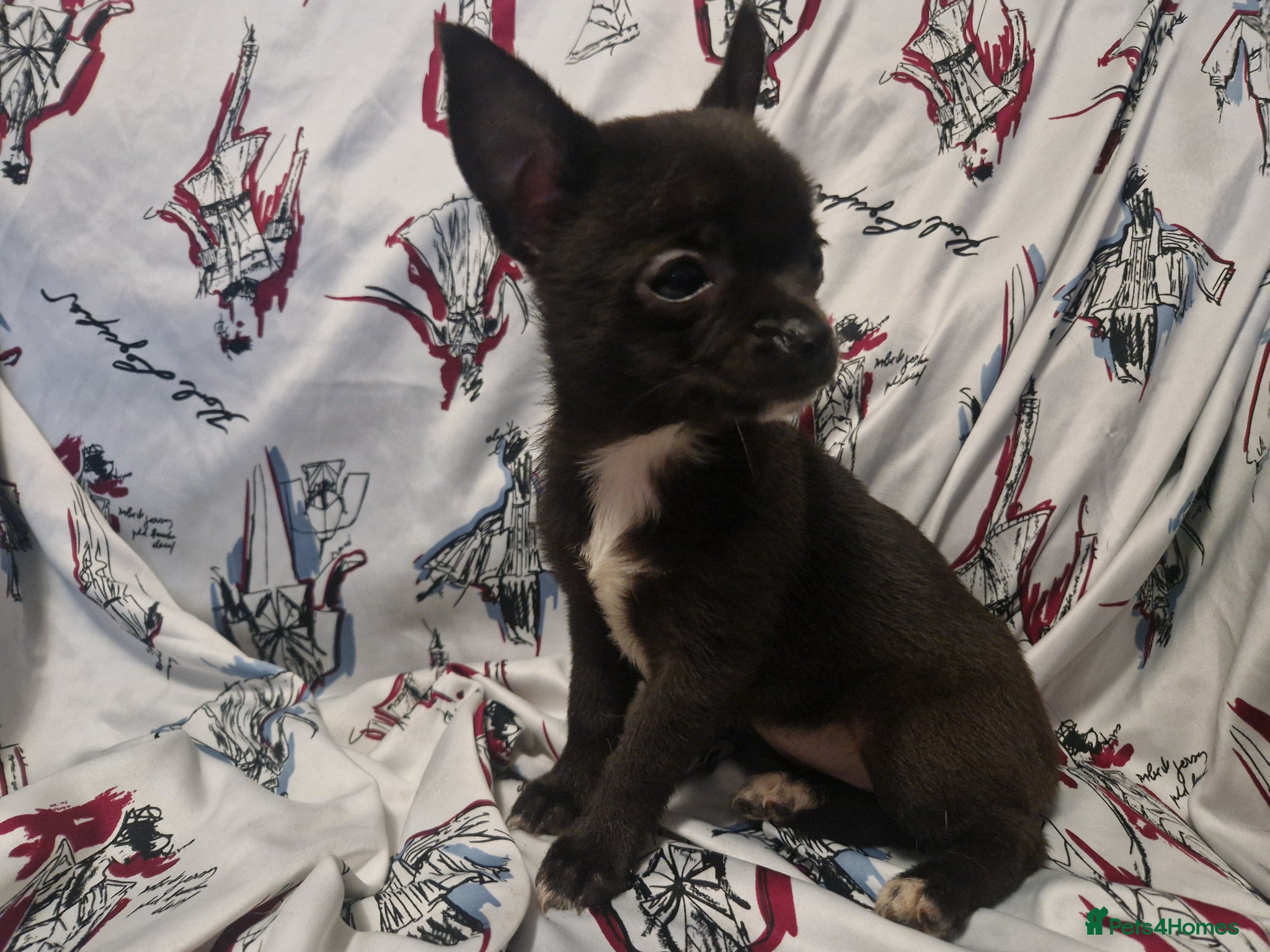 Chihuahua dogs 4 dark brown/black chihuahuas  - Advert 2