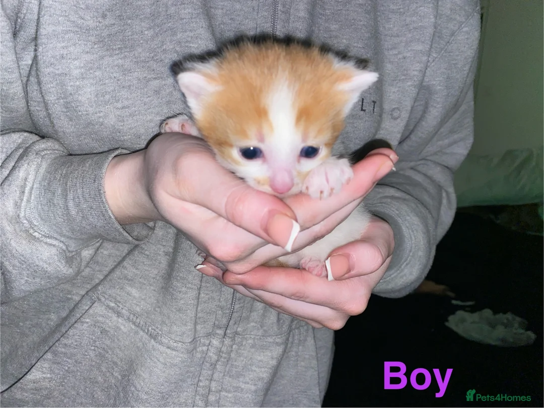 Mixed Breed cats for sale: Kittens  - Advert 2