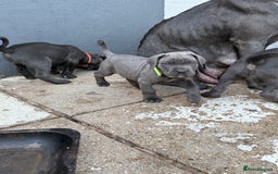 Cane Corso dogs for sale: Blue Cane Corso Puppies - Image 10