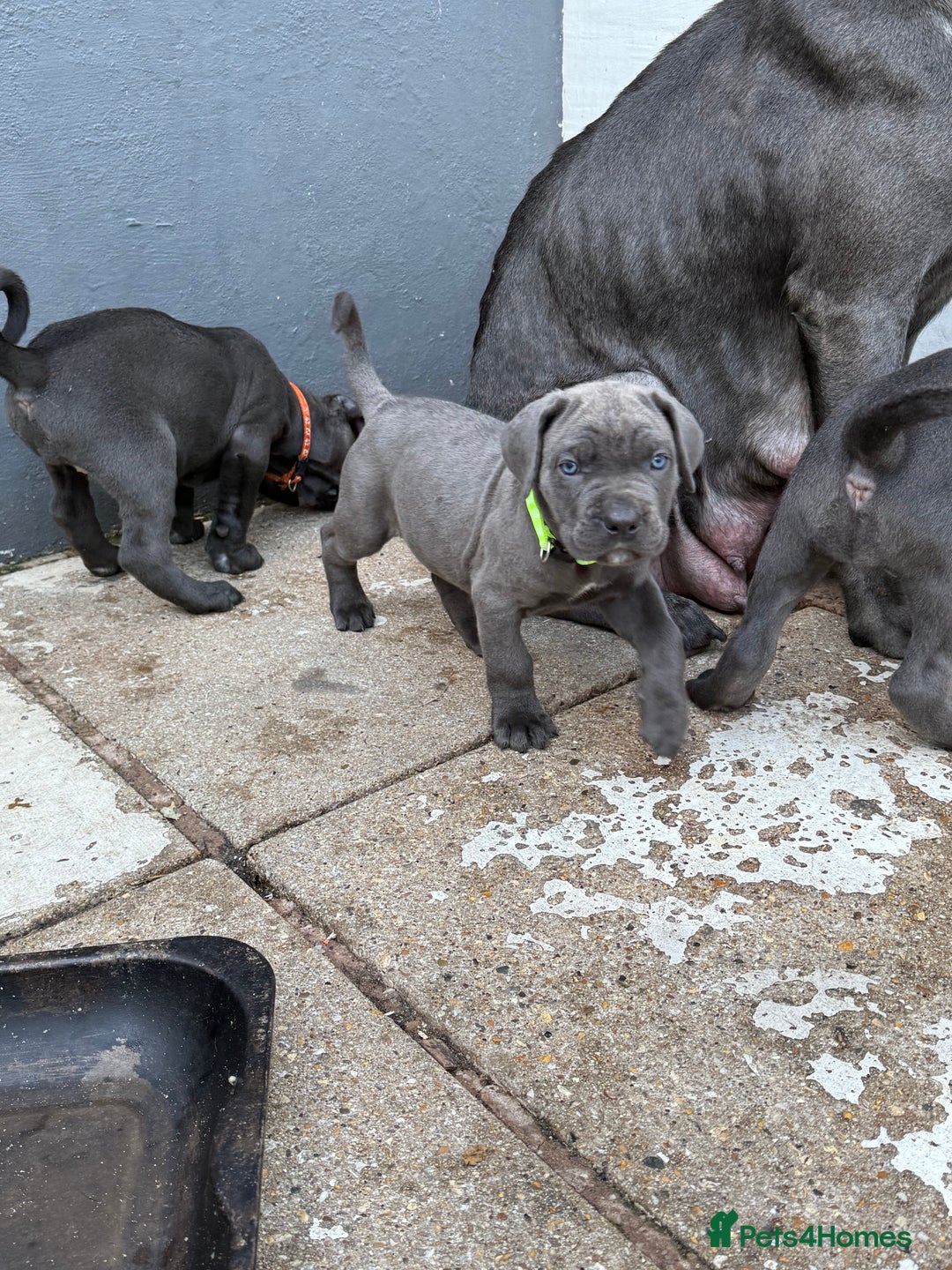 Cane Corso dogs for sale: Blue Cane Corso Puppies - Image 10