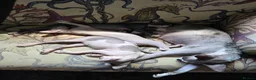 Sphynx cats for sale: Beautiful pedigree sphynx kitten HCM clear parents - Advert 18
