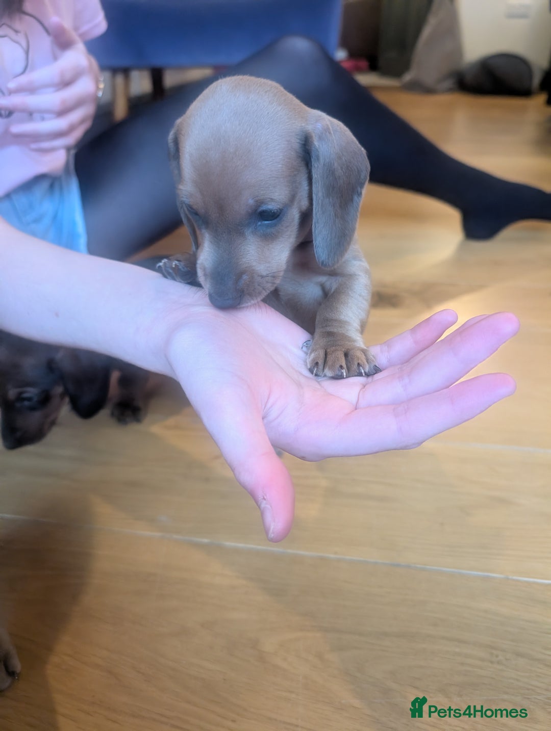 Miniature Dachshund dogs for sale: Beautiful litter of Miniature Dachsunds  - Advert 7