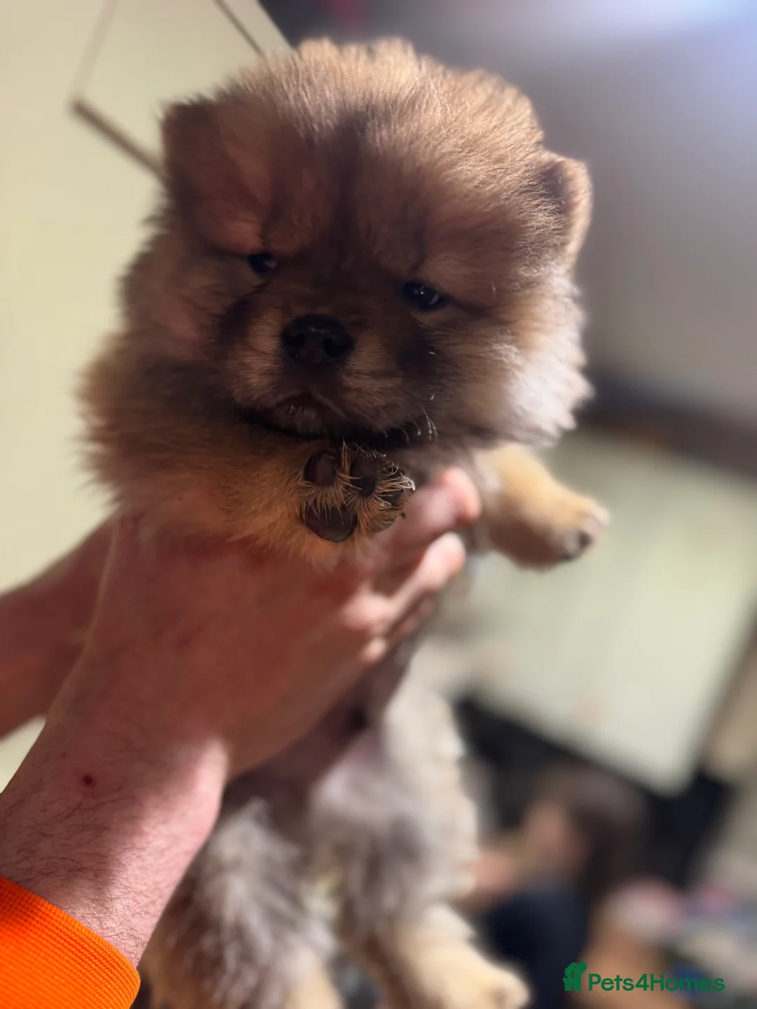 Chow Chow dogs for sale: BEAUTIFUL KC REG CHOW CHOWS FOR SALE 🥰🥰🥰🥰🥰🥰  - Advert 18