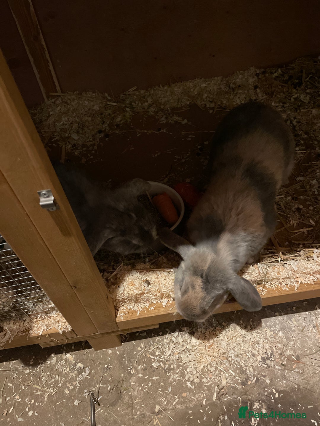 Mixed Breed rabbits for sale: 2 female rabbits with full setup and extras - Advert 1
