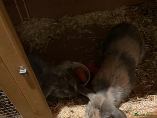 Mixed Breed rabbits 2 female rabbits with full setup and extras - Advert 3