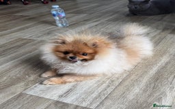 Pomeranian dogs for sale: Champion KC registered Pomeranian  - Image 3