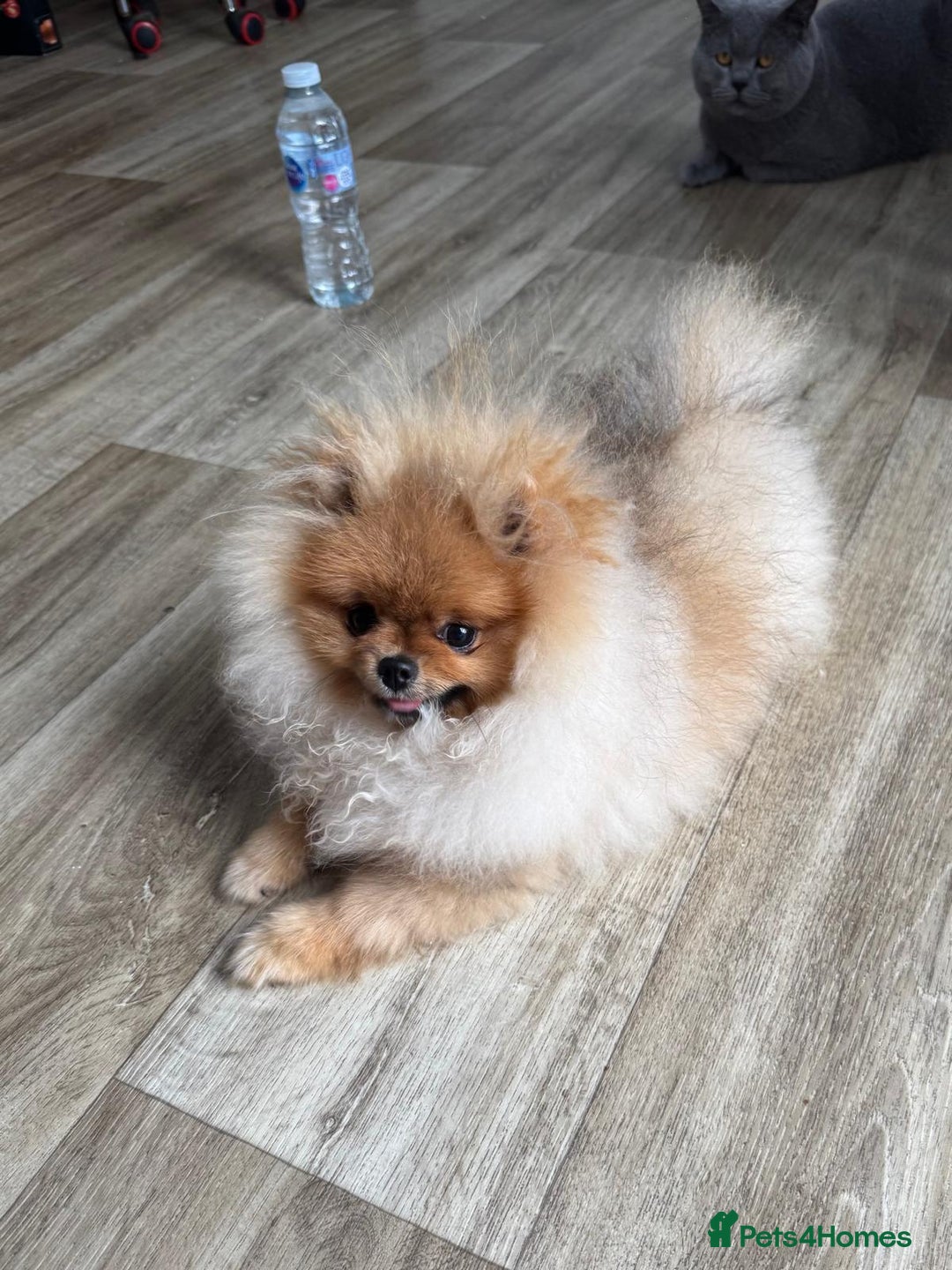 Pomeranian dogs for sale: Champion KC registered Pomeranian  - Image 3