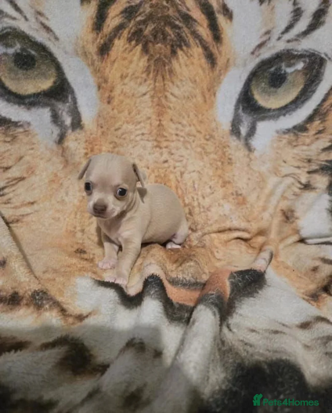 Chihuahua dogs for sale: Cute Chihuahua Crew Looking 4 Their 4ever Humans in Newcastle upon Tyne - Advert 2