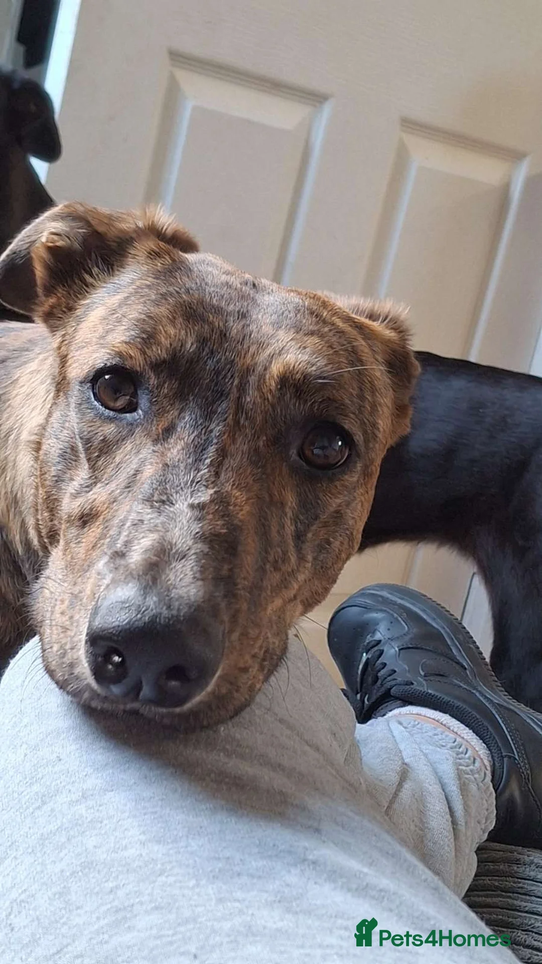 Mixed Breed dogs for sale: Rehoming Daisy - Advert 3