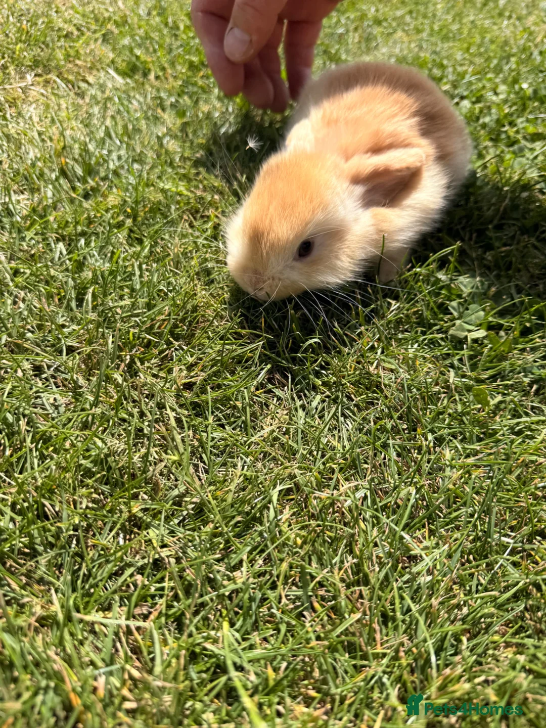 Mini Lop rabbits for sale: Baby boy mini Lop for sale 💙 - Advert 2
