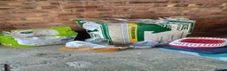 Rat rodents for sale: 3 Male rats plus cage, food and bedding etc in Cheltenham - Advert 12