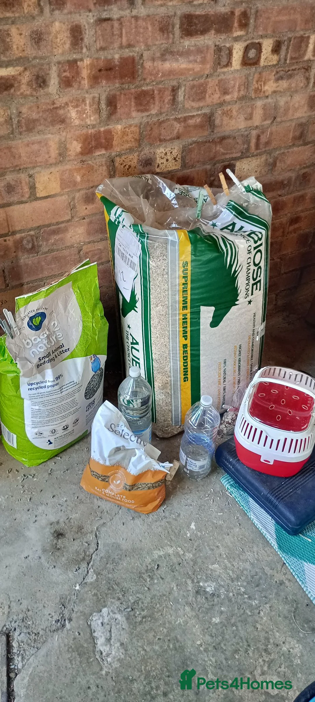 Rat rodents for sale: 3 Male rats plus cage, food and bedding etc in Cheltenham - Advert 12