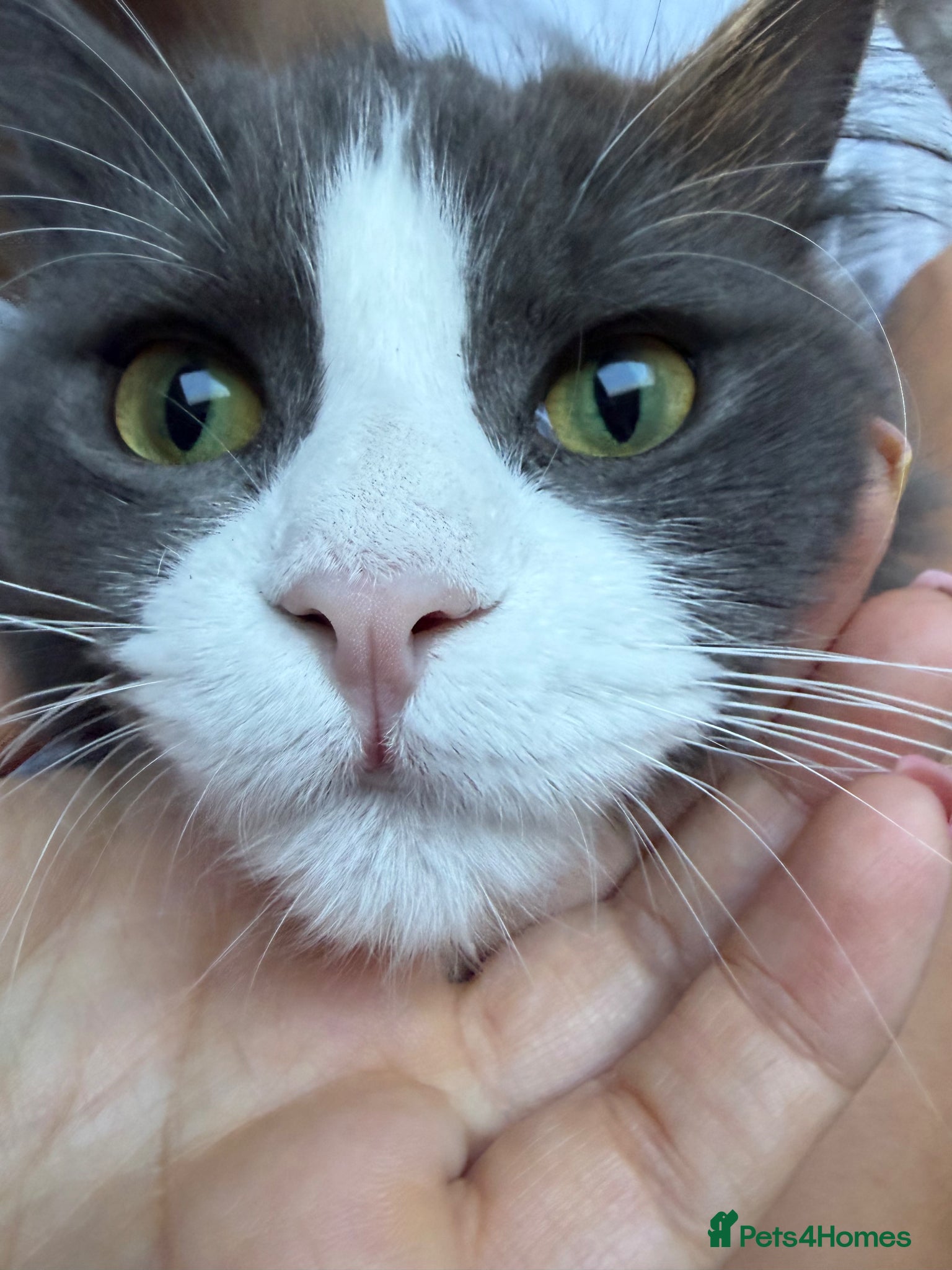 Maine Coon cats for sale: Sadly rehoming our lovely Maine Coon - Advert 9