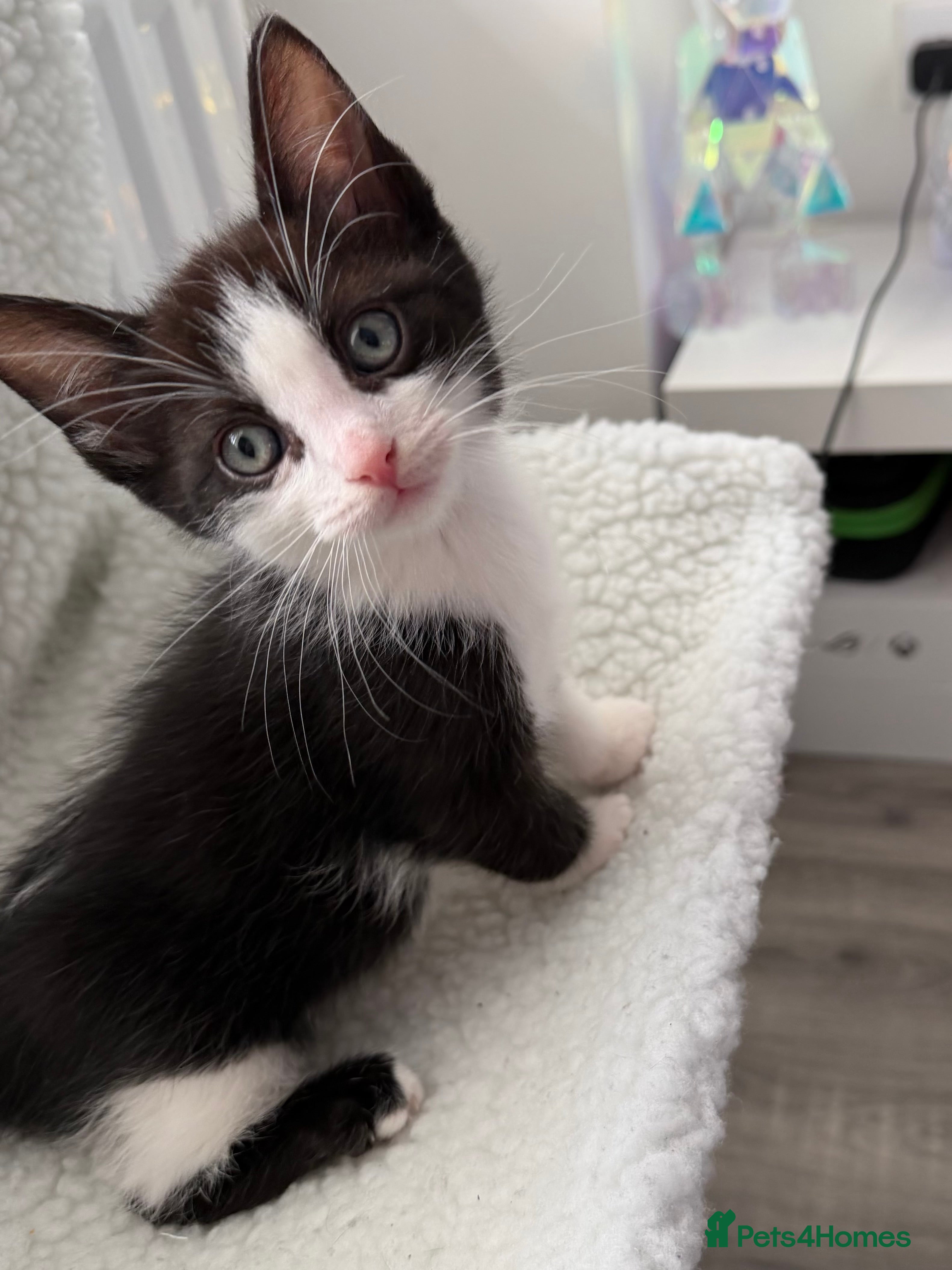 Mixed Breed cats Ragdoll sphinx mix  - Advert 8