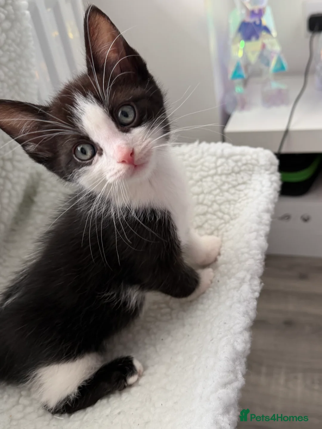 Mixed Breed cats for sale: Ragdoll sphinx mix  - Advert 1