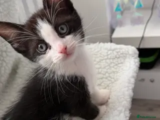 Mixed Breed cats Ragdoll sphinx mix - Advert 1