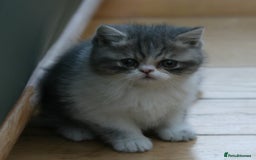 Exotic cats for sale: Beautiful Exotic Pedigree Kittens - Image 5