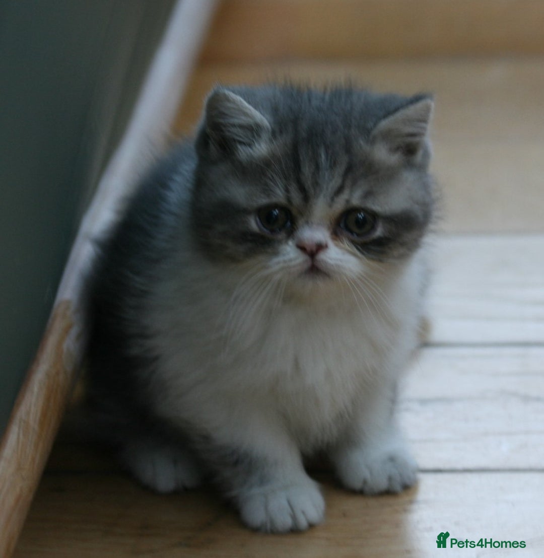Exotic cats for sale: Beautiful Exotic Pedigree Kittens - Image 5