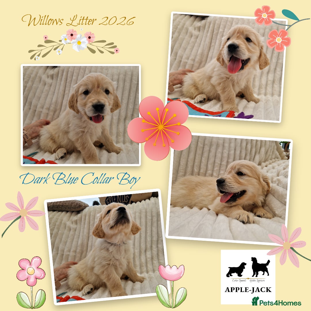 Golden Retriever dogs Pedigree show Golden retriever puppies - Advert 2