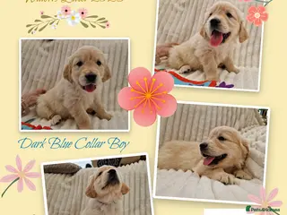 Golden Retriever dogs Pedigree show Golden retriever puppies - Advert 2