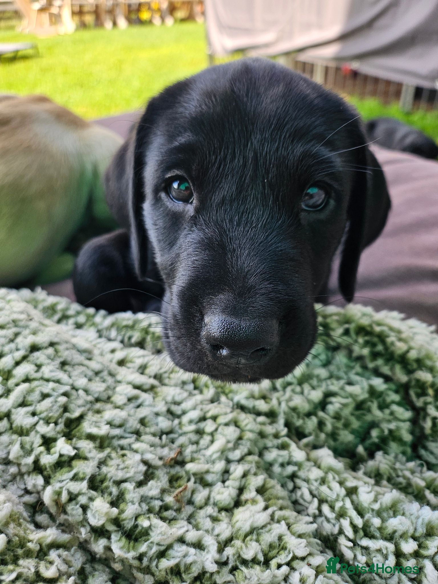 Labrador Retriever dogs for sale: Ready this Sunday 30/8- last black boy - Advert 1