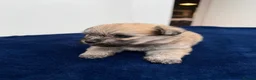 Maltipom dogs for sale: Multipom mojos for sale - Advert 23