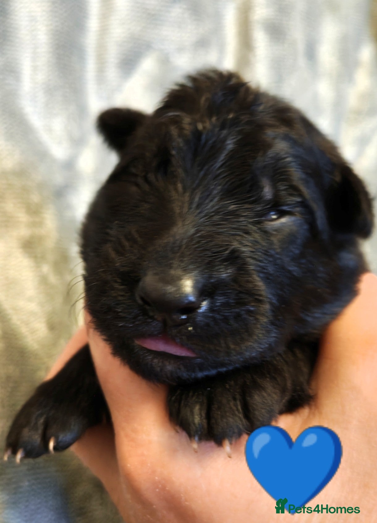 German Shepherd dogs for sale: Beautiful top quality long haired German shepherds - Advert 2