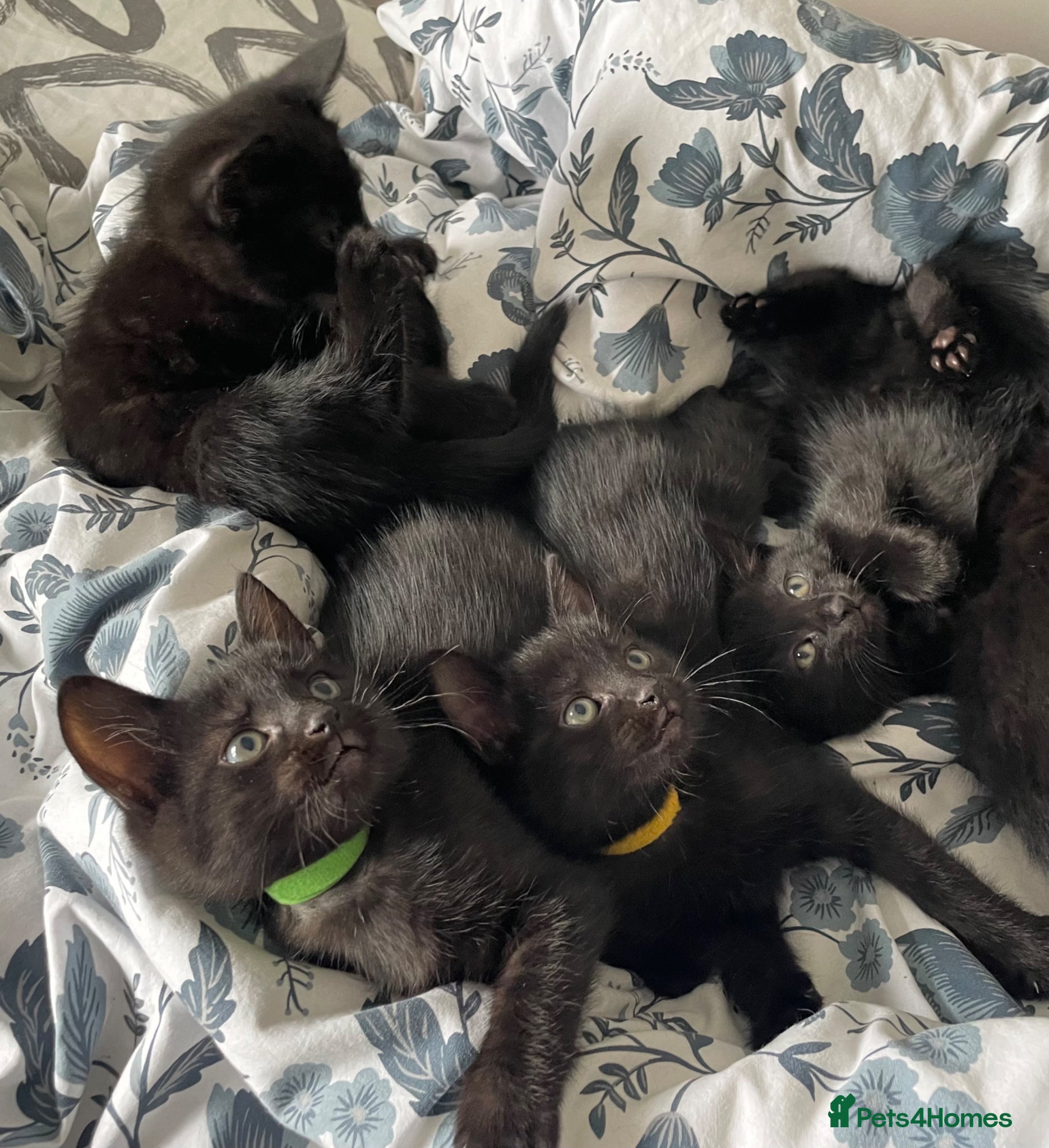 Domestic Shorthair cats 5 Beautiful kittens  🐈‍⬛🐈‍⬛ - Advert 3