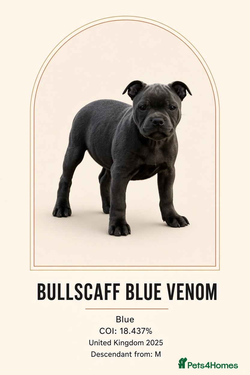 Staffordshire Bull Terrier dogs Bullscaff Blue Venom × Blue Lola — 2 boys, 5 girls - Advert 1