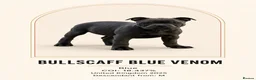 Staffordshire Bull Terrier dogs for sale: Bullscaff Blue Venom × Blue Lola — 2 boys, 5 girls in Manchester - Advert 1