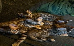 Bengal cats for sale: Lovely Bengal Kittens Looking for Loving Homes! 🐾 - Image 3