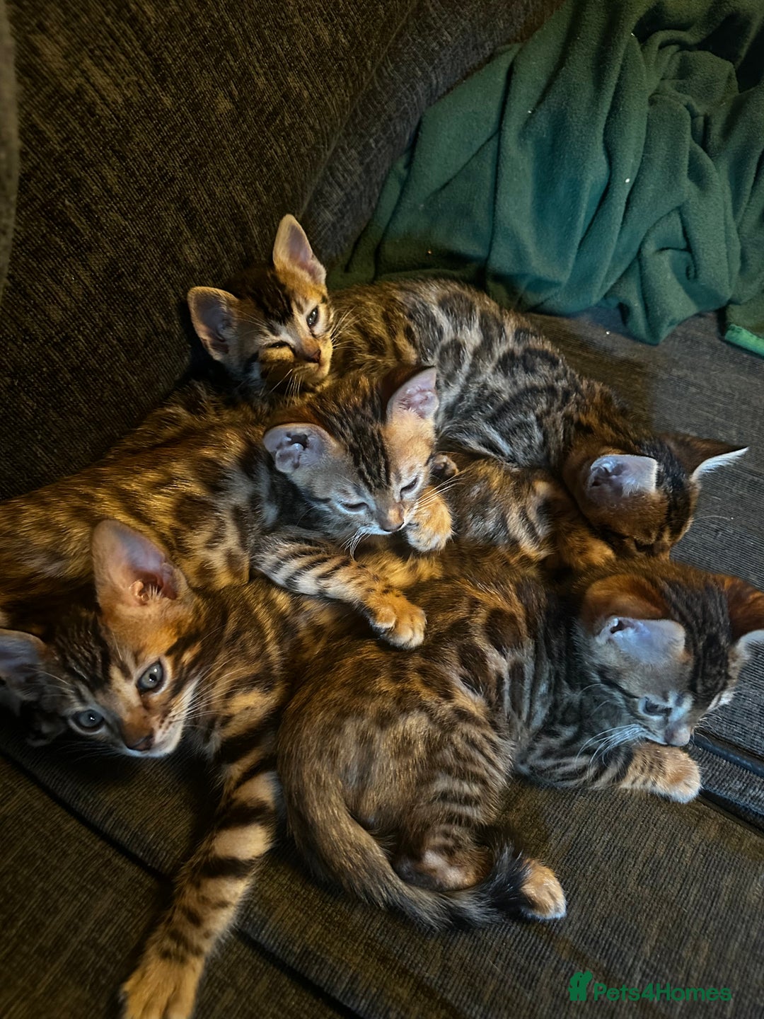 Bengal cats for sale: Lovely Bengal Kittens Looking for Loving Homes! 🐾 - Image 3