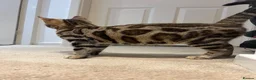 Bengal cats for sale: REDUCED Two Bengals READY for their forever homes  - Advert 30