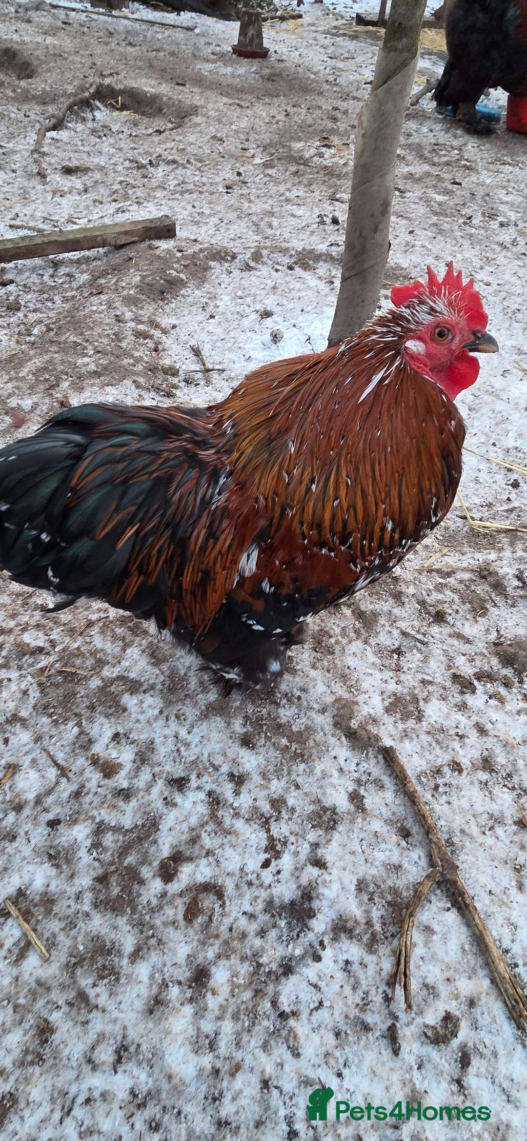 Chickens poultry for sale: Roosters for sale-East Ipswich in Ipswich  - Advert 9