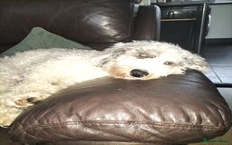 Cockapoo dogs for sale: 7 MONTH OLD MALE COCKAPOO - Image 6