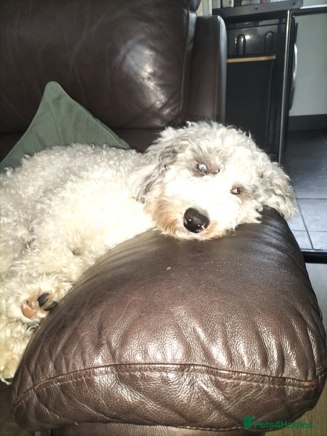 Cockapoo dogs for sale: 7 MONTH OLD MALE COCKAPOO - Image 6