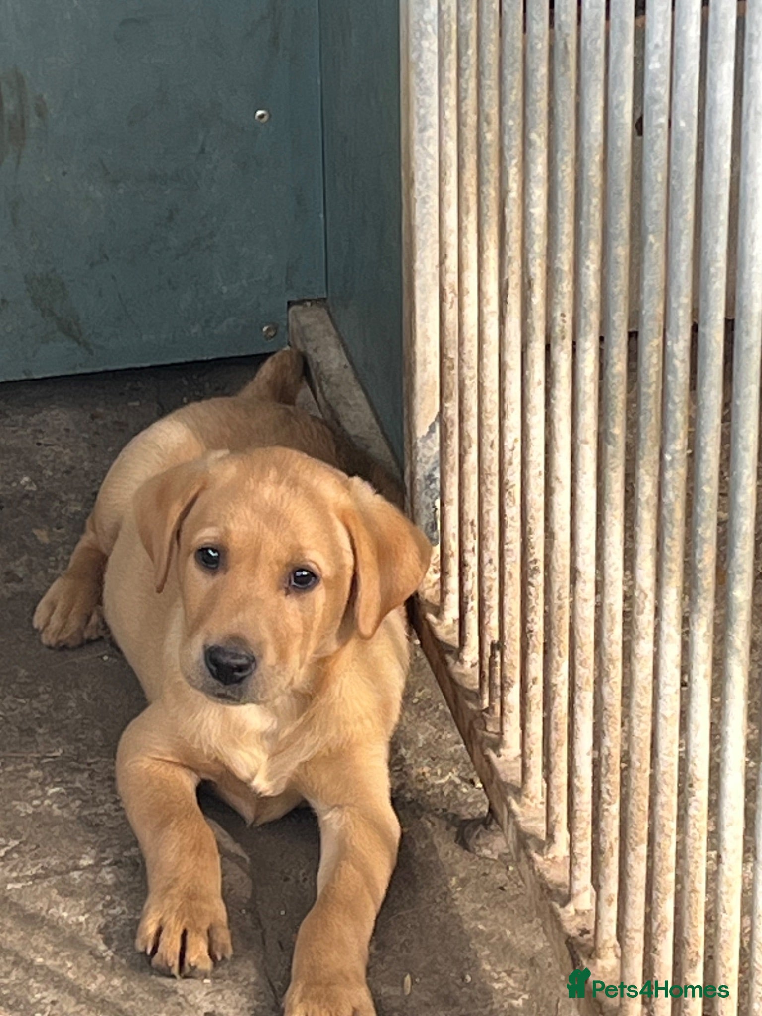 Labrador Retriever dogs Red fox Labrador males  - Advert 1