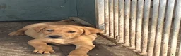 Labrador Retriever dogs for sale: Red fox Labrador males  in Dereham - Advert 1