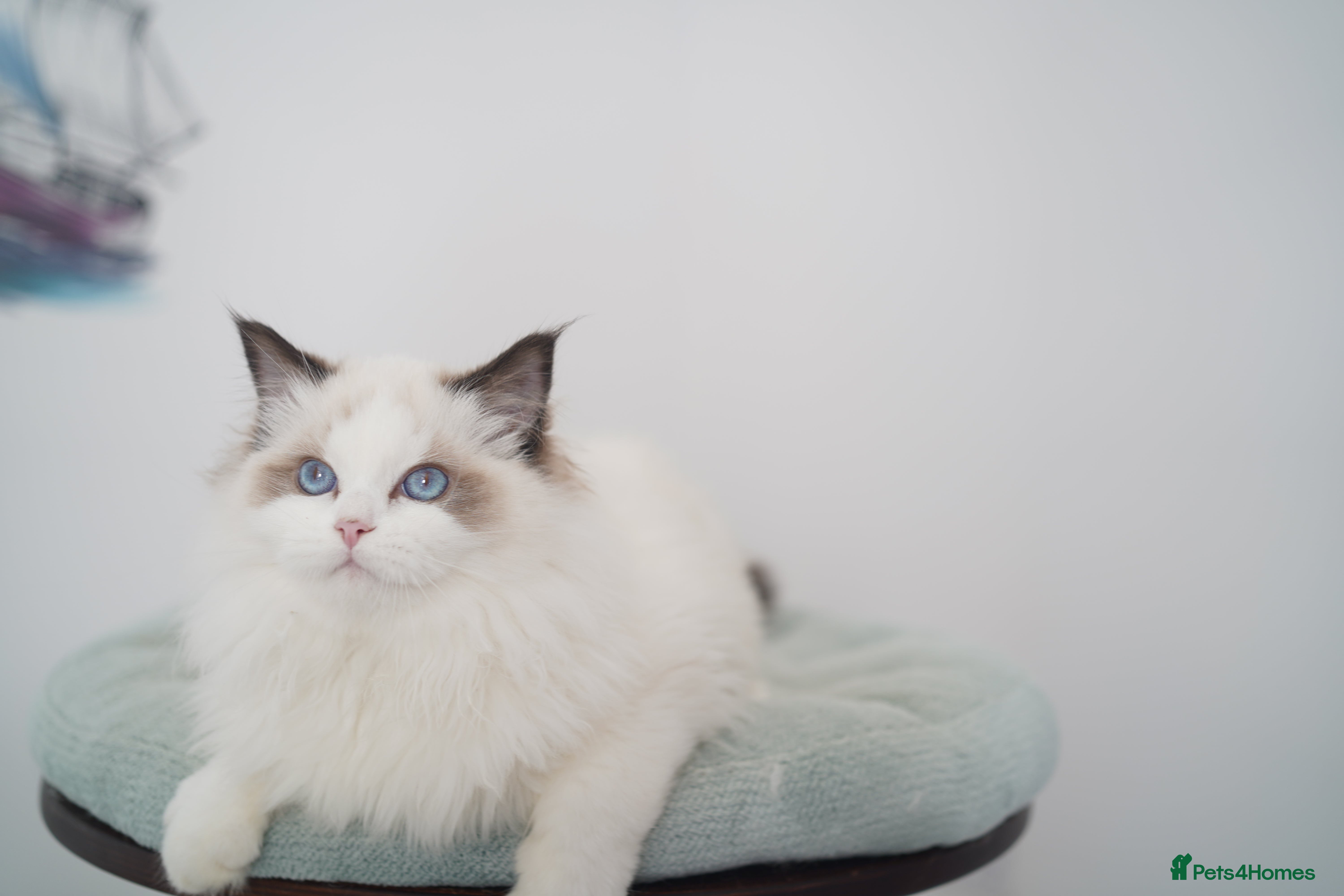 Ragdoll cats TICA register seal bicolor boy - Advert 10