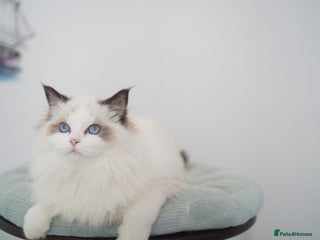 Ragdoll cats TICA register seal bicolor boy - Advert 9