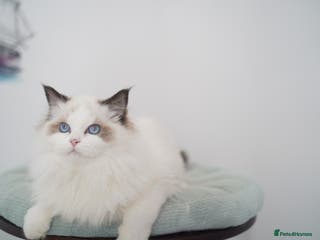 Ragdoll cats TICA register seal bicolor boy - Advert 14