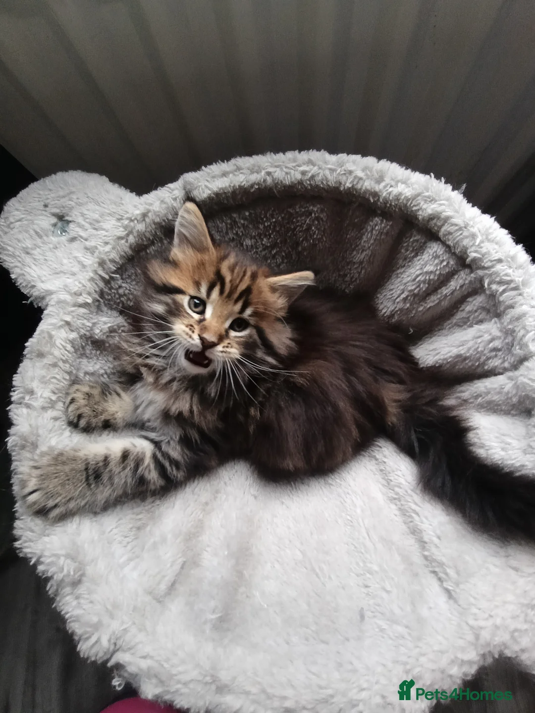 Maine Coon cats for sale: Maine coon kittens  - Advert 10