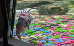 Plecos fish for sale: 18cm common pleco, male and female bristlenose  - Image 3