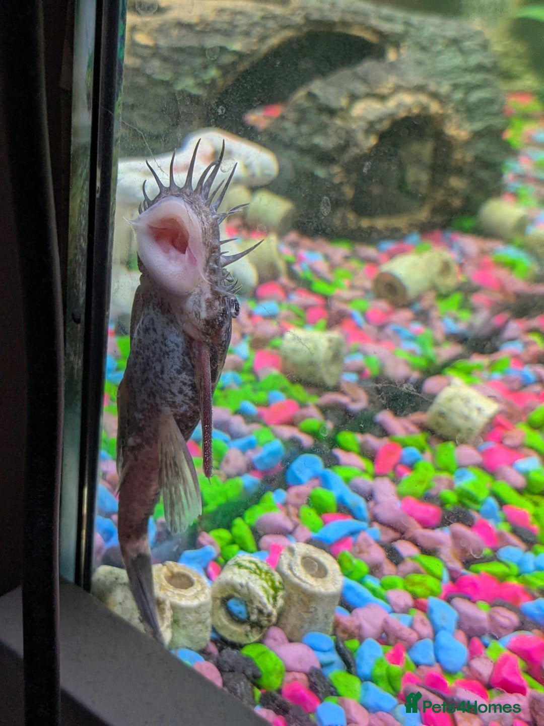 Plecos fish for sale: 18cm common pleco, male and female bristlenose  - Image 3